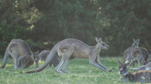 Australian man arrested over deaths of 98 kangaroos