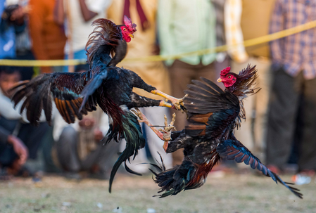 Despite ban, large-scale cockfights in Andhra on first day of Sankranti